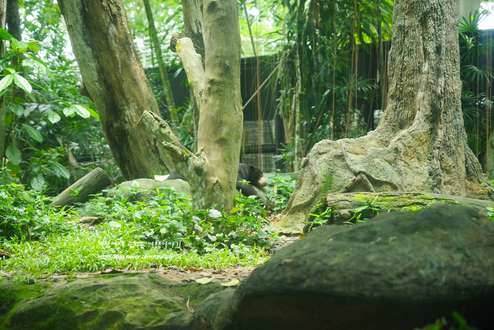 싱가포르 자유여행 아이와 가볼만한곳 싱가포르 동물원