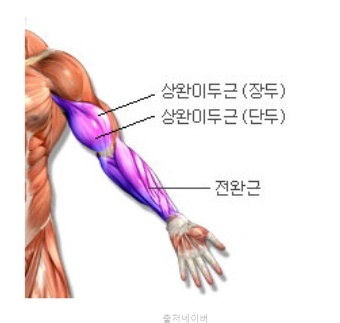 남자 헬스 루틴 전완근 운동 리스트컬 해머컬 추감기 팔 근육 악력 키우는법