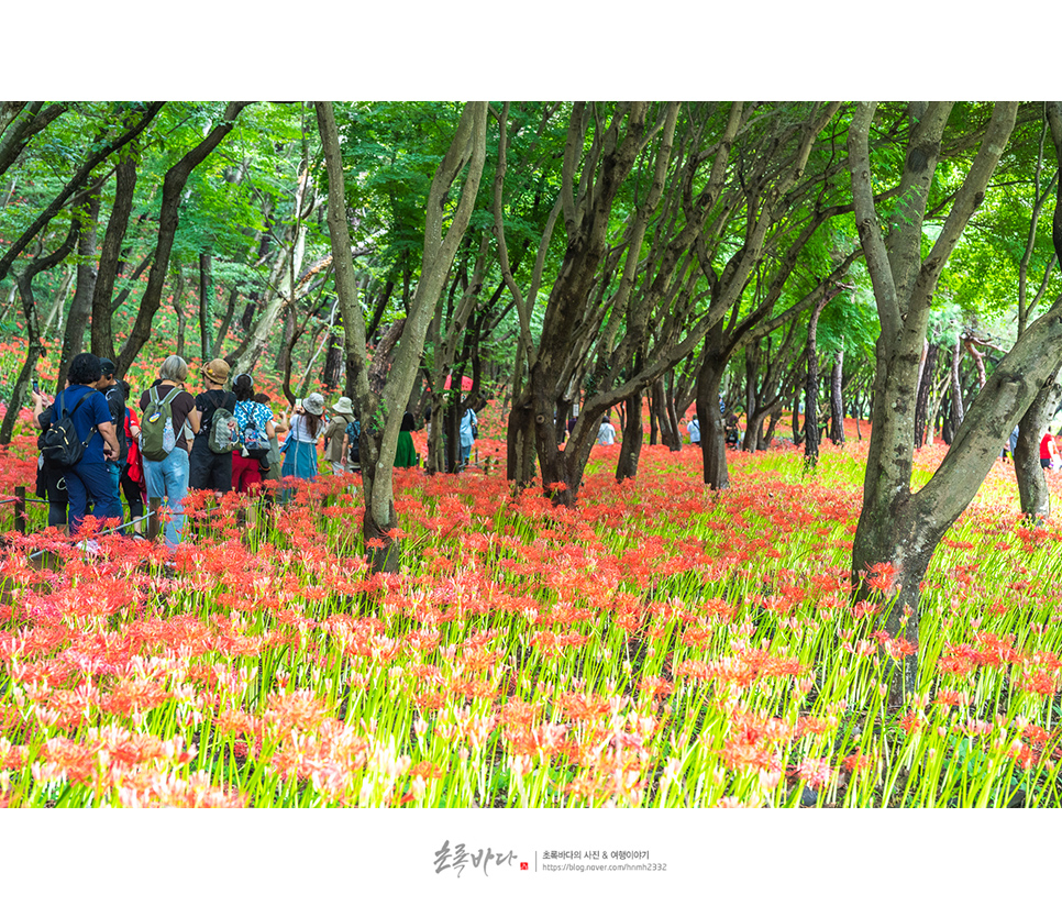 영광 가볼만한곳 영광 불갑산 불갑사 상사화축제(꽃무릇축제)
