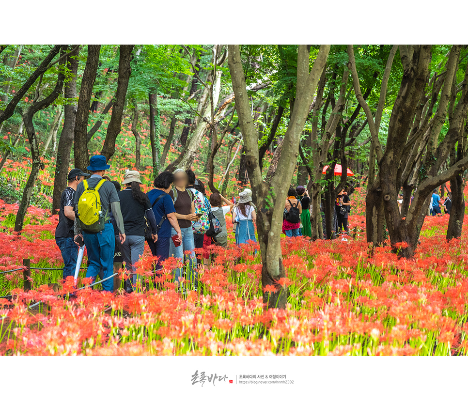 영광 가볼만한곳 영광 불갑산 불갑사 상사화축제(꽃무릇축제)