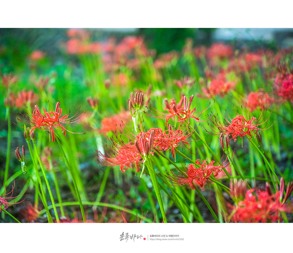 9월 가볼만한곳 선운산 도립공원 고창 선운사 꽃무릇 가을 꽃구경