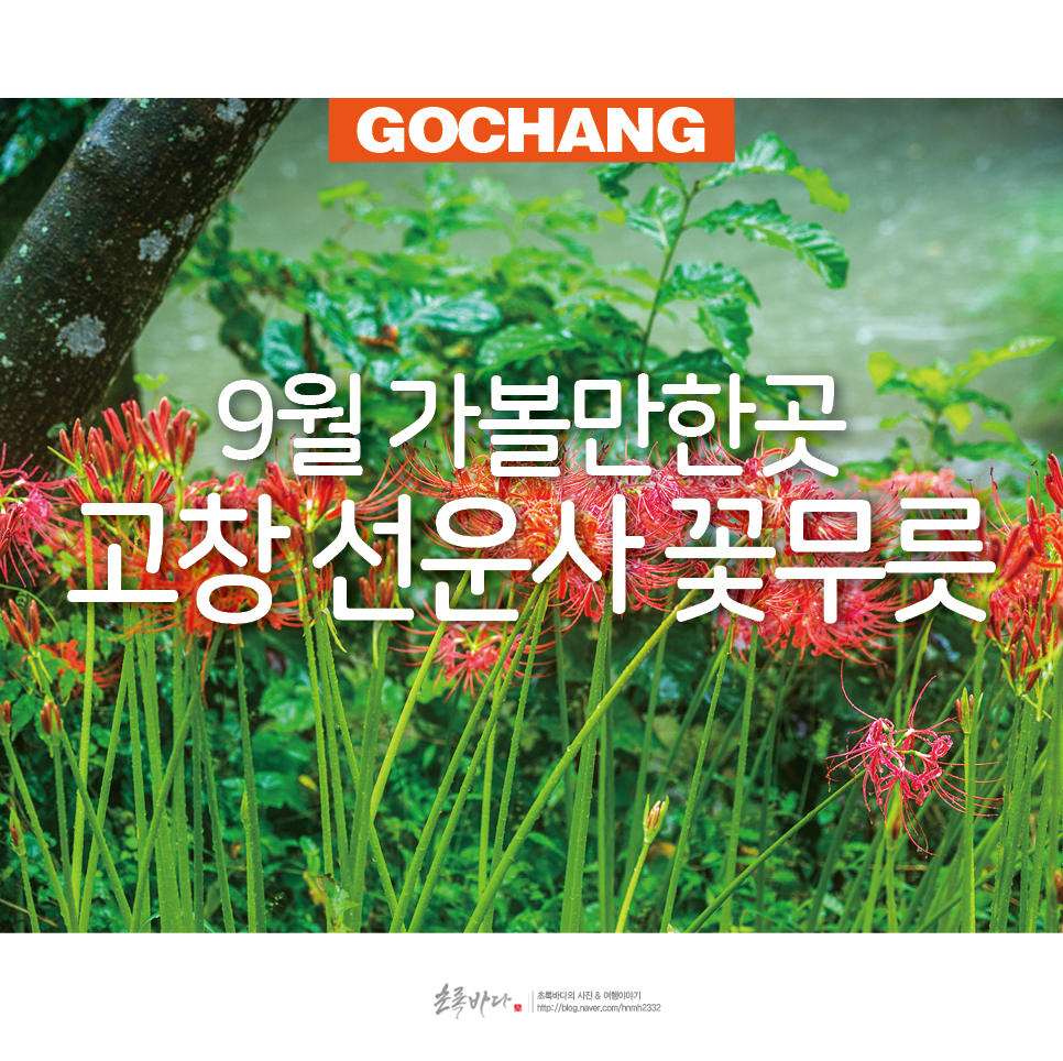 9월 가볼만한곳 선운산 도립공원 고창 선운사 꽃무릇 가을 꽃구경