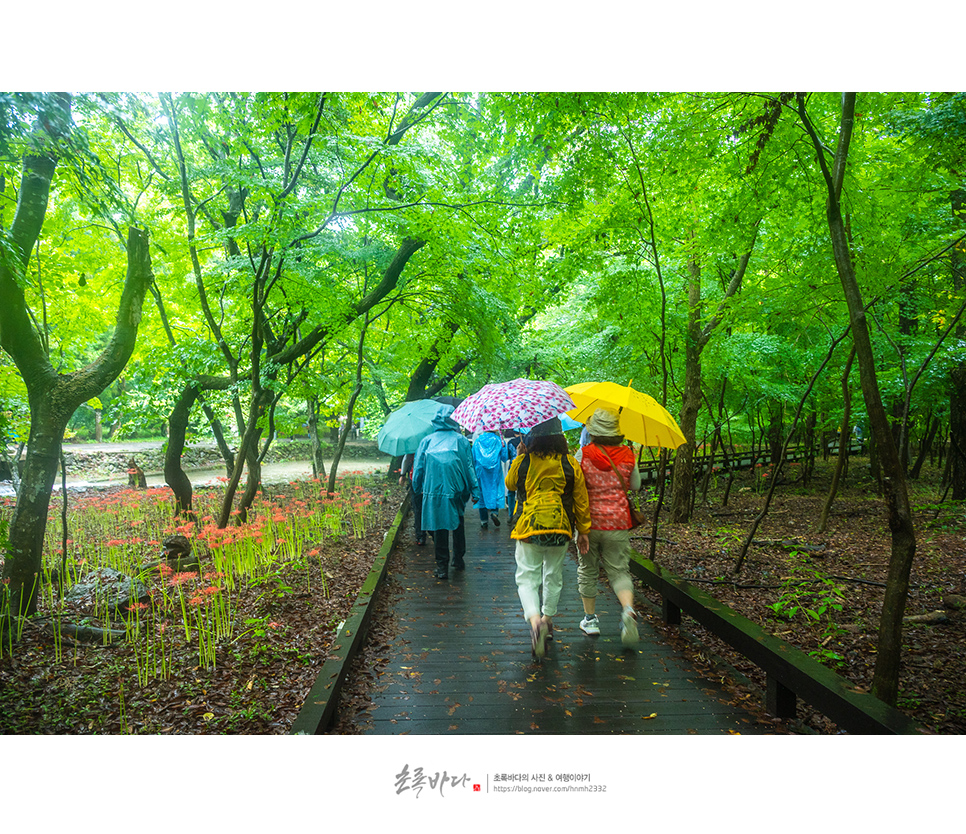 9월 가볼만한곳 선운산 도립공원 고창 선운사 꽃무릇 가을 꽃구경