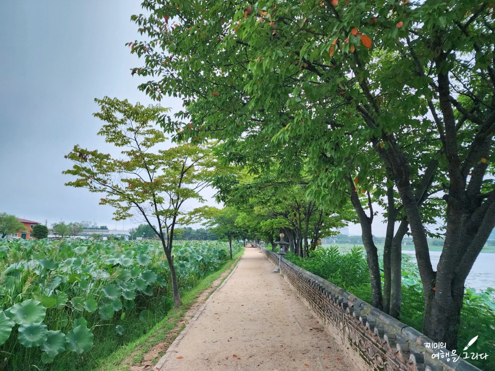 양평 두물머리 연꽃 아이와 가볼만한곳 경기도 여행