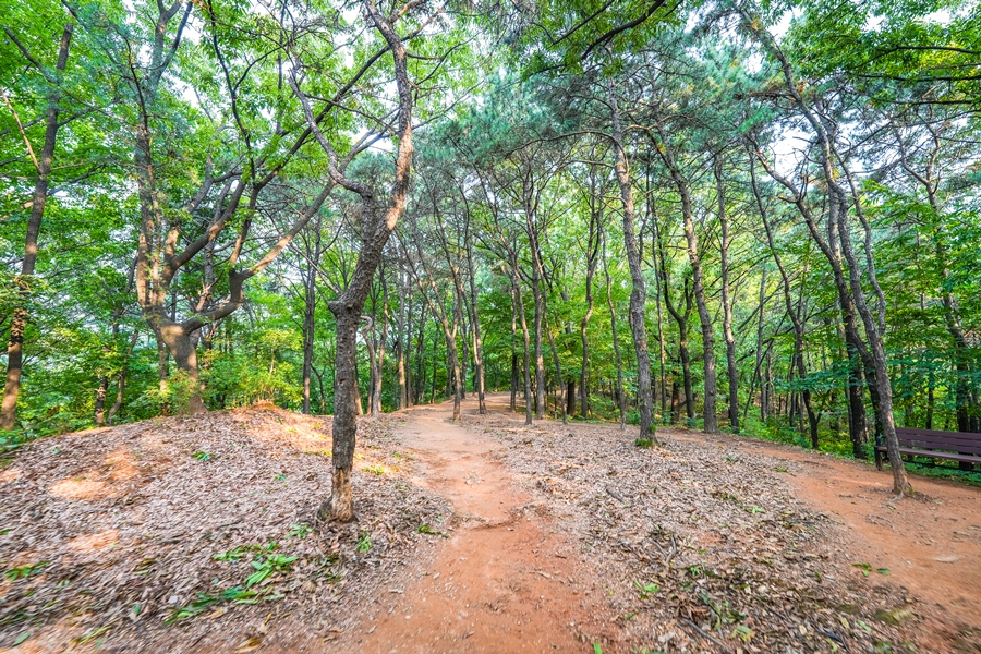 소니 A7M4 풀프레임 미러리스 카메라 4K 60p, 광각렌즈 FE 14mm F1.8 GM 후기