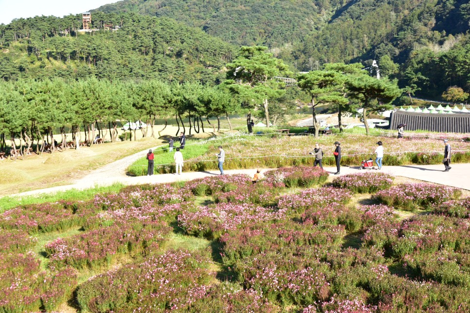 정읍구절초축제 가을꽃축제 개화상황 정읍 가볼만한곳