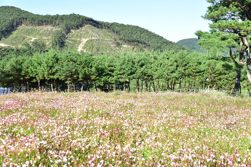 정읍구절초축제 가을꽃축제 개화상황 정읍 가볼만한곳