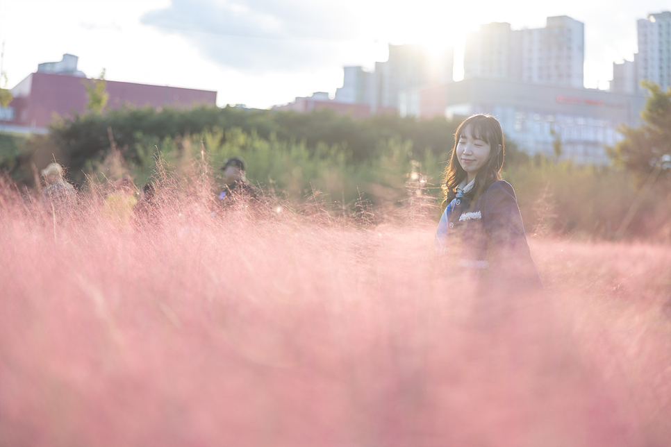 경기도 핑크뮬리 명소 서울근교 데이트 하남미사경정공원 나들이 가을 꽃구경
