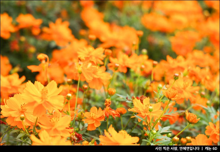 태안 안면도 가볼만한곳 태안 가을꽃축제 꽃박람회 구경 코리아플라워파크