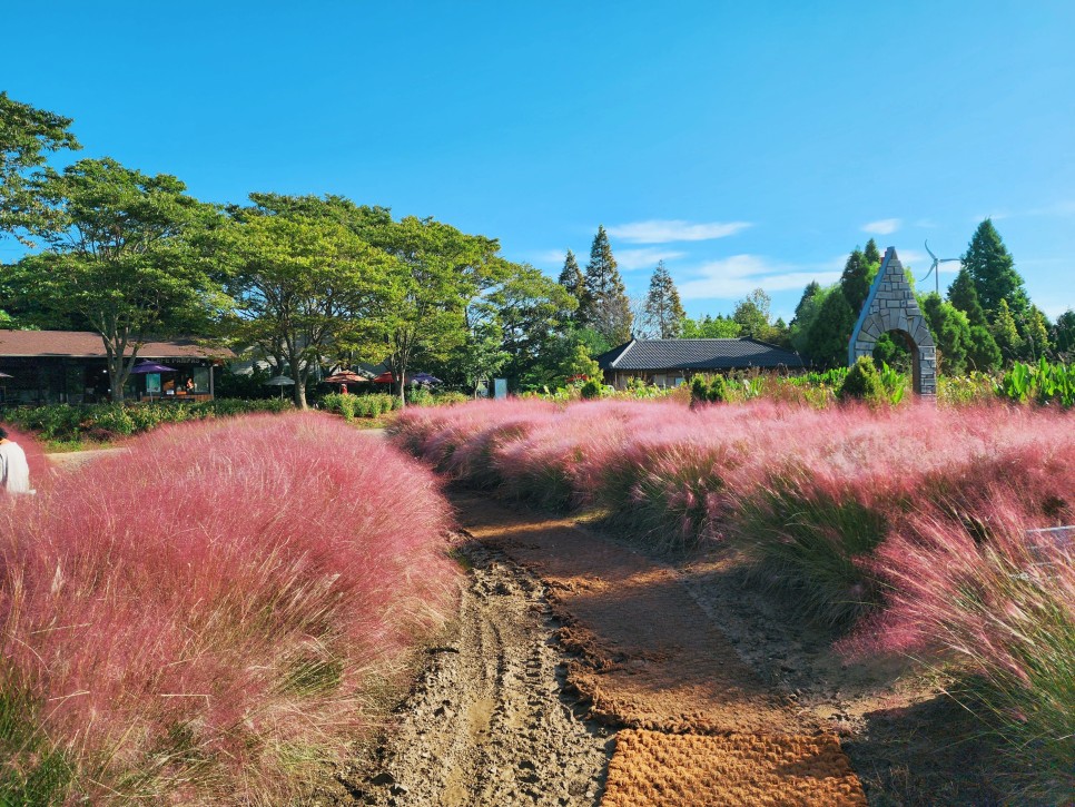 태안 청산수목원 가을 가볼만한곳 핑크뮬리 꽃축제 여행 볼거리