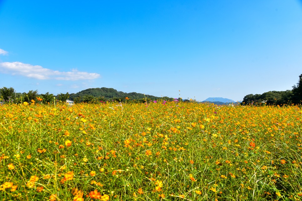 경남 가볼만한곳 합천 핑크뮬리 등 1박 2일 여행코스 6곳