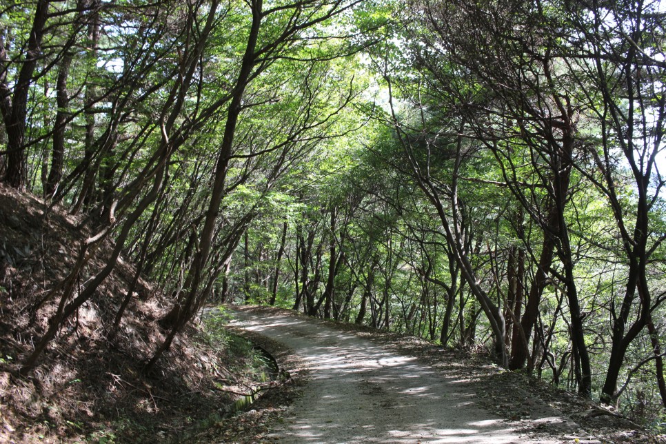 보령 오서산 억새 최단 등산코스 보령 가볼만한곳