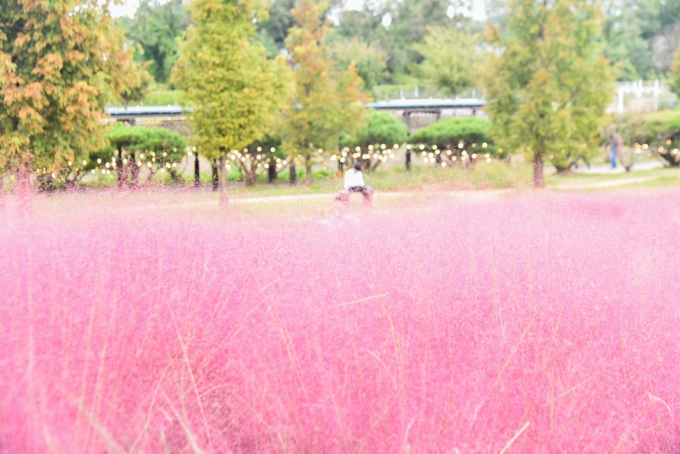 안성팜랜드 핑크뮬리 코스모스 만개 가을꽃구경 안성 가볼만한곳