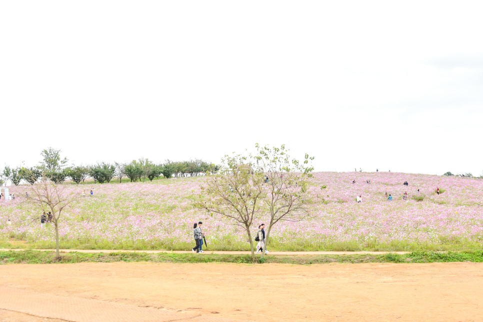 안성팜랜드 핑크뮬리 코스모스 만개 가을꽃구경 안성 가볼만한곳
