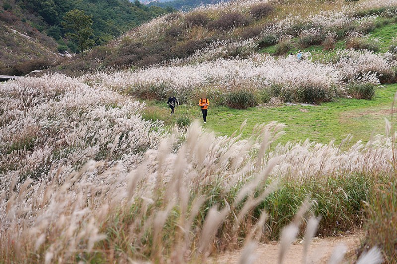 합천 황매산 억새 축제 등산코스 황매산 군립공원 BTS RM 촬영지 별빛언덕 10월에 합천 가볼만한곳