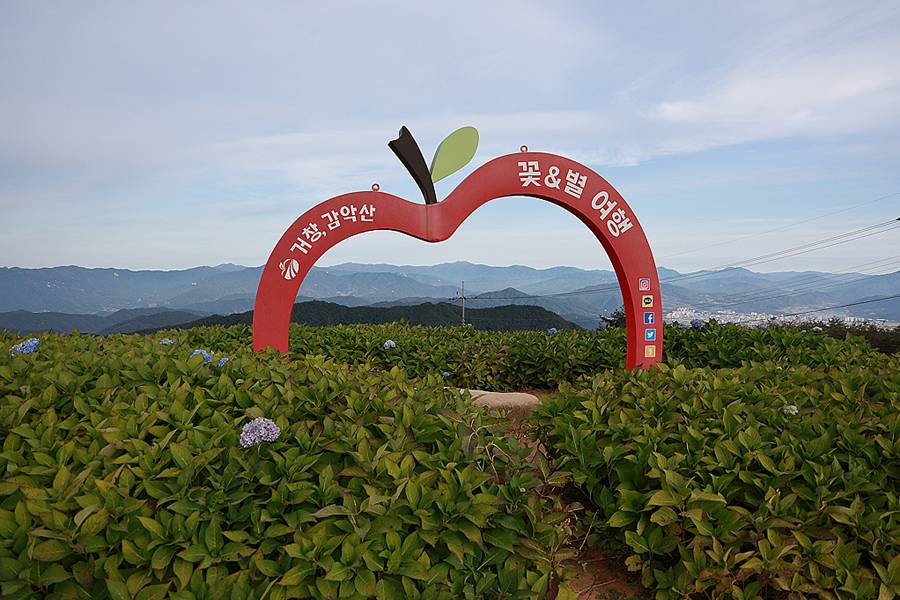 거창 꽃축제 감악산 풍력단지 아스타 국화축제 꽃구경 거창 여행