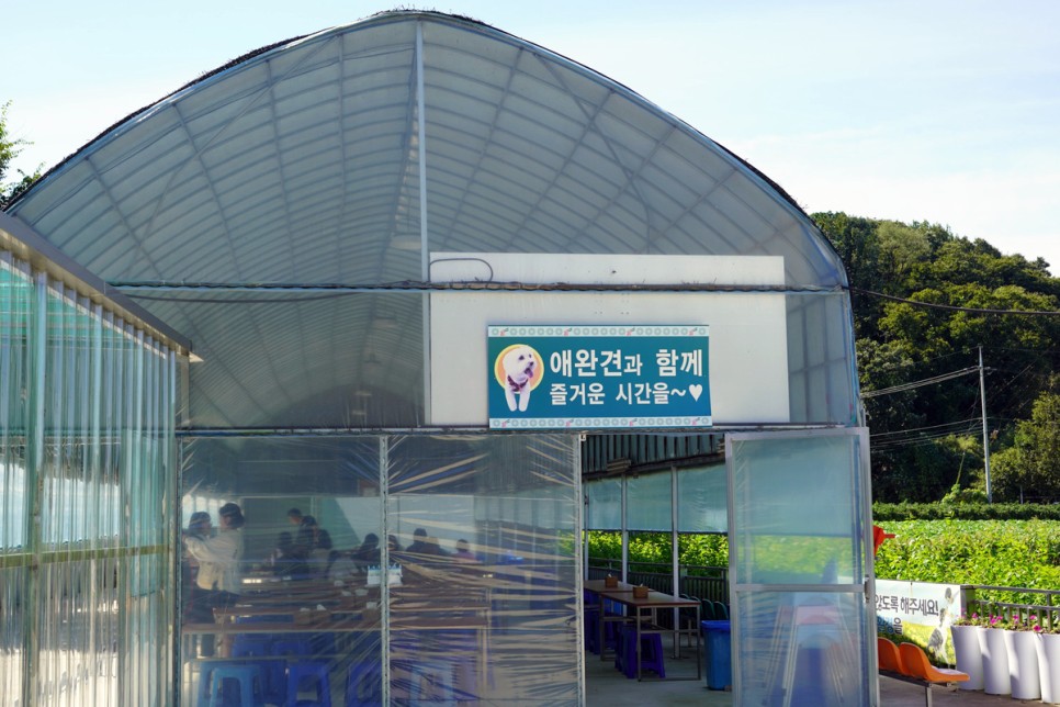 서울근교 드라이브 코스 3 망향비빔국수 본점 가을 꽃구경