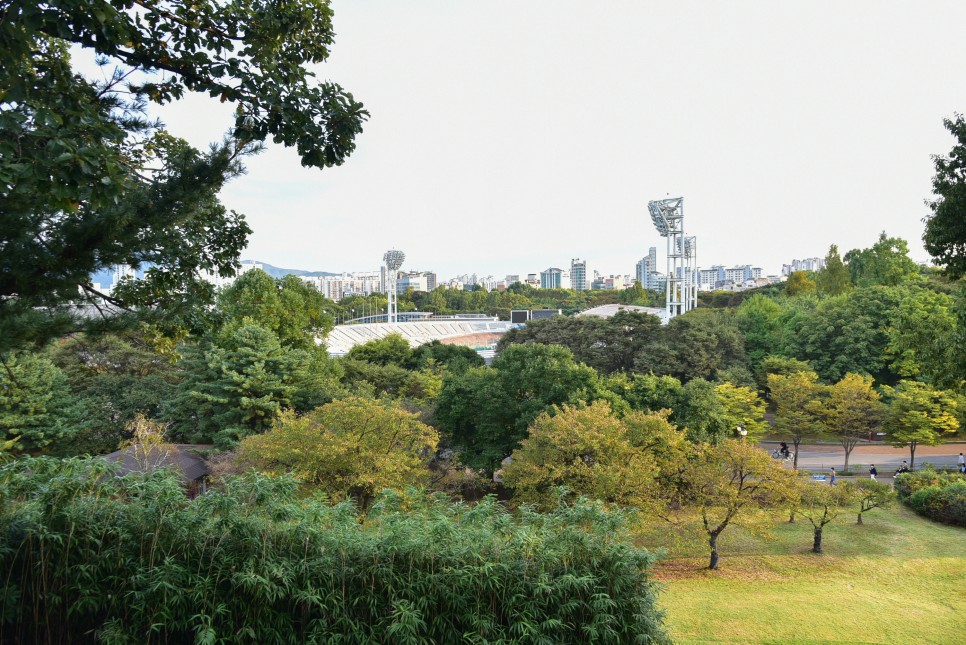 서울 올림픽공원 들꽃마루 코스모스 장미광장 서울 가을나들이 명소 핑크뮬리없음