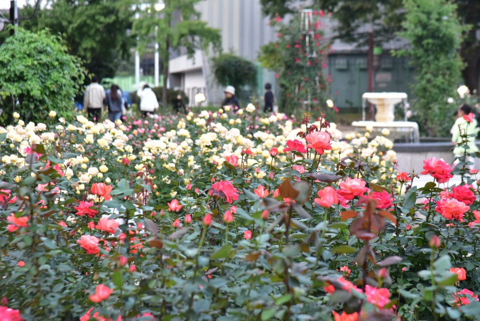 서울 올림픽공원 들꽃마루 코스모스 장미광장 서울 가을나들이 명소 핑크뮬리없음