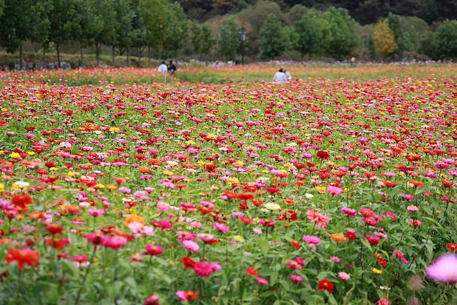 10월 꽃축제 정읍 구절초 축제 가을꽃축제 정읍 가볼만한곳 가을꽃구경