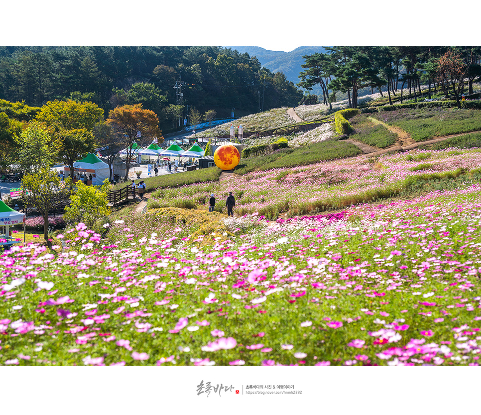 전북 드라이브 코스 정읍 여행 가을꽃축제 정읍 구절초축제