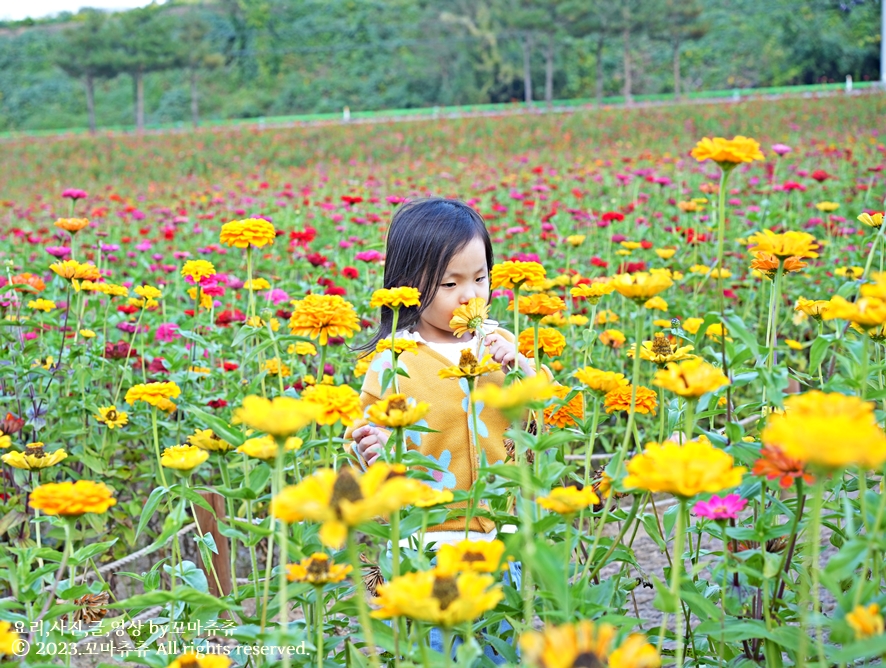 백일홍 축제 청송 산소카페 정원 가을 축제 꽃구경