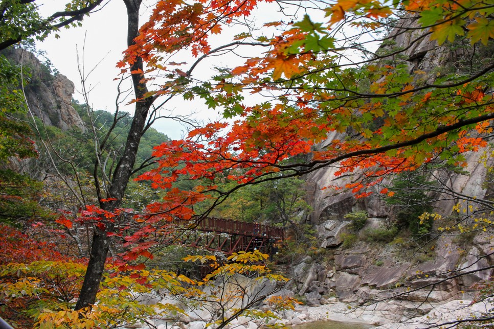 설악산 단풍 절정시기 등산코스 비선대 천불동계곡코스