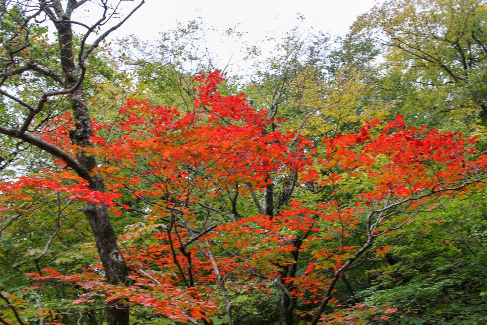 설악산 단풍 절정시기 등산코스 비선대 천불동계곡코스