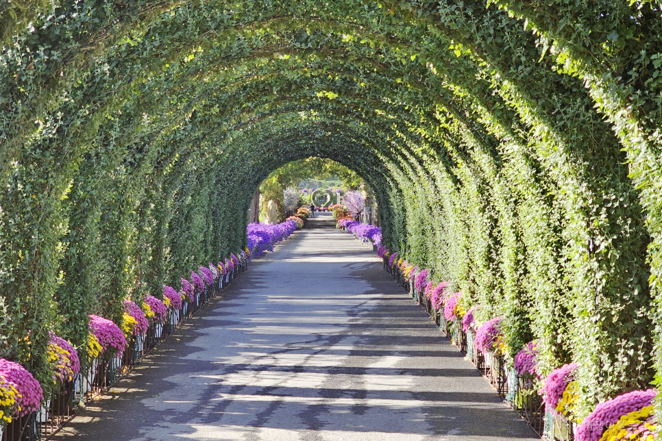 가을 축제 아산 가볼만한곳 아산 피나클랜드 수목원 국화축제 꽃구경