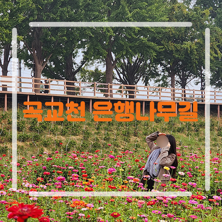 아산 곡교천 은행나무길 코스모스 충남 가볼만한곳 가을 꽃구경 명소