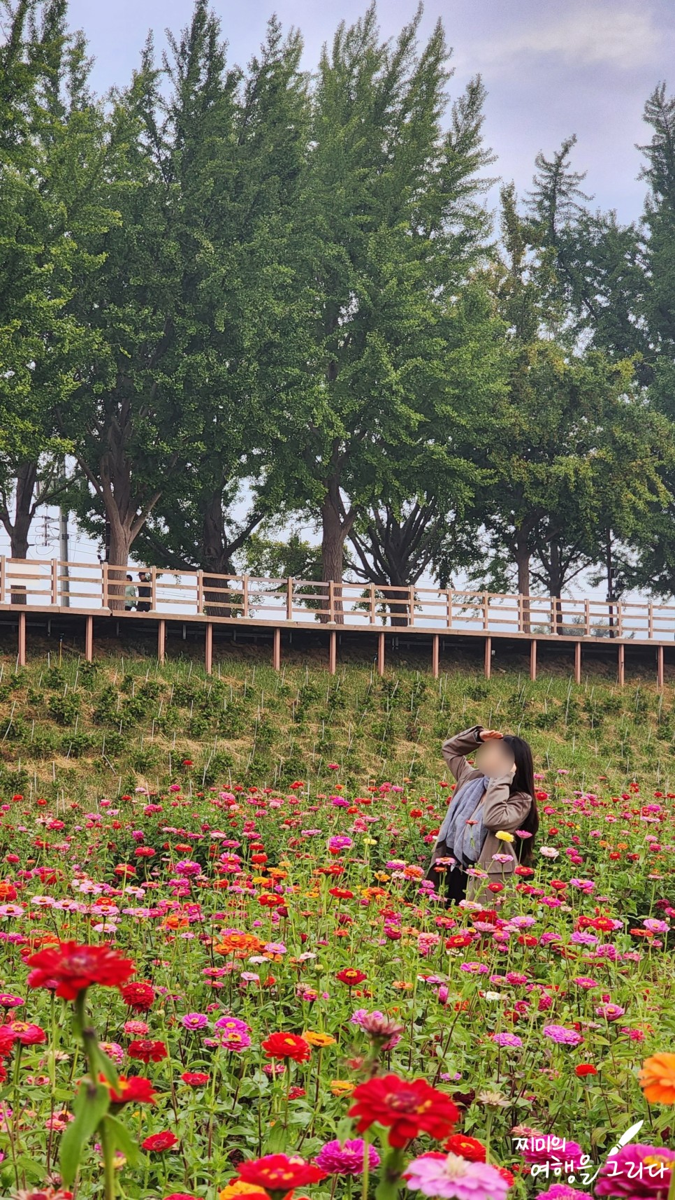 아산 곡교천 은행나무길 코스모스 충남 가볼만한곳 가을 꽃구경 명소