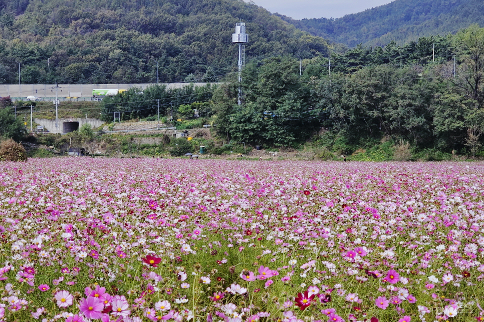 대구 가볼만한곳 하중도 코스모스 대구정원박람회 가을꽃구경 금호꽃섬 핫플