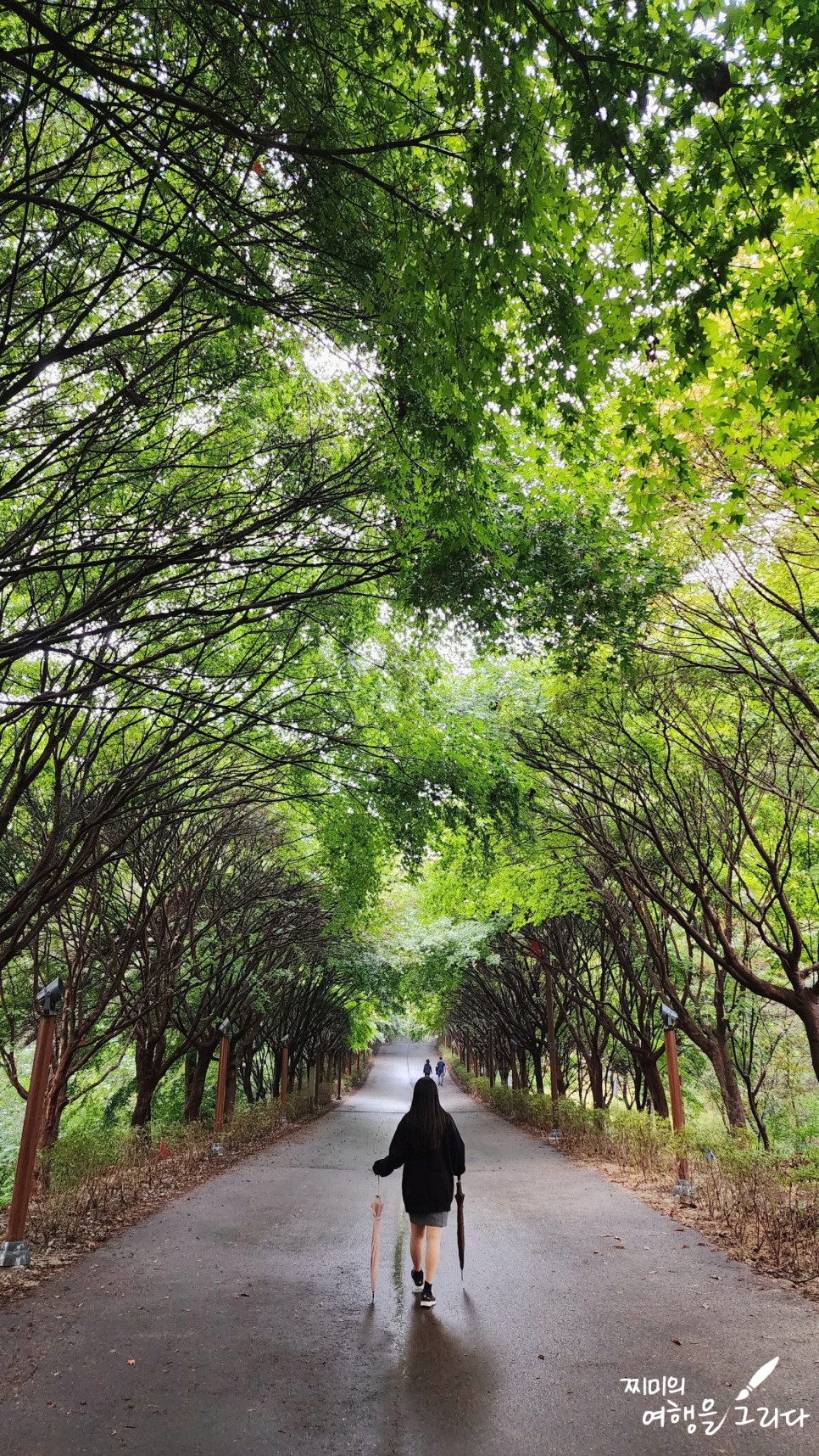 천안 독립기념관 단풍나무 숲길 가을 명소 드라이브 구경