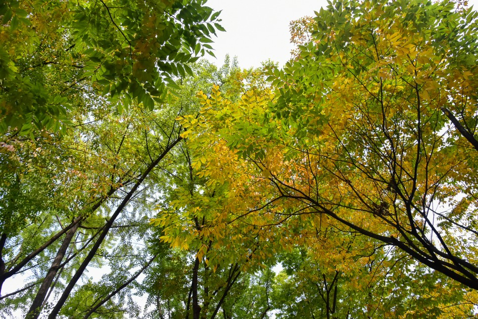 덕수궁 돌담길 단풍 과 돈덕전 가을 서울나들이 단풍시기 10월말 예상