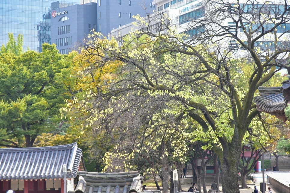 덕수궁 돌담길 단풍 과 돈덕전 가을 서울나들이 단풍시기 10월말 예상