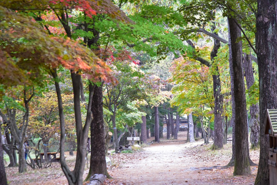 남이섬 단풍구경 가을여행 춘천 가볼만한곳 단풍절정시기 는 10월말