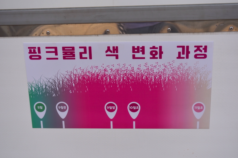 고창 핑크뮬리 축제 후기 꽃객프로젝트 맛집 리스트 입장료 주차장