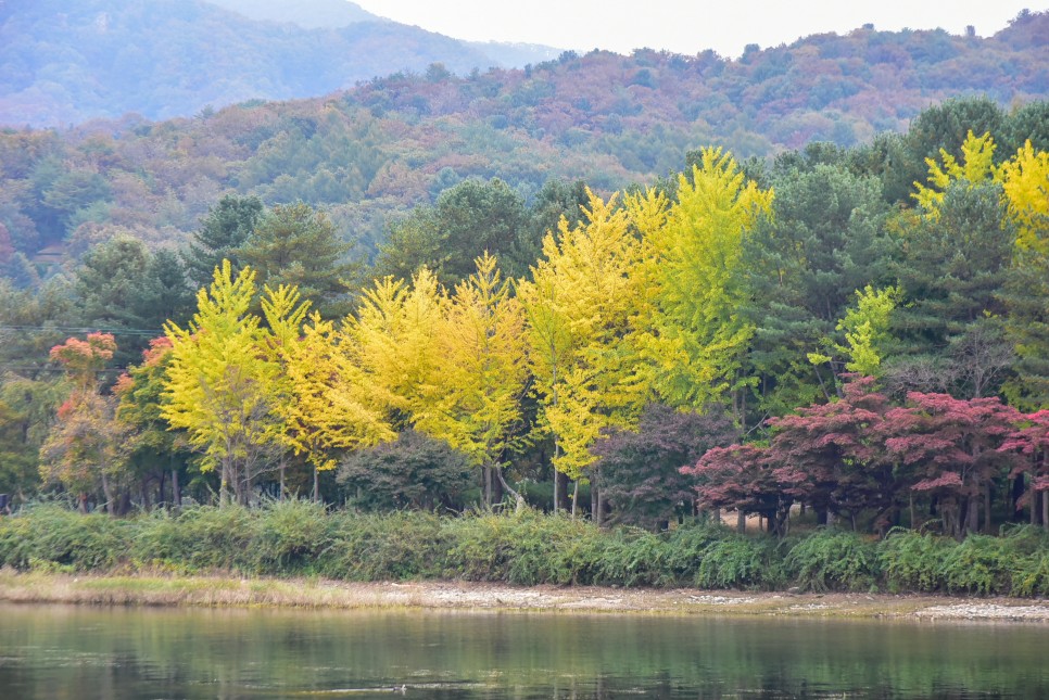 남이섬 단풍구경 가을여행 춘천 가볼만한곳 단풍절정시기 는 10월말