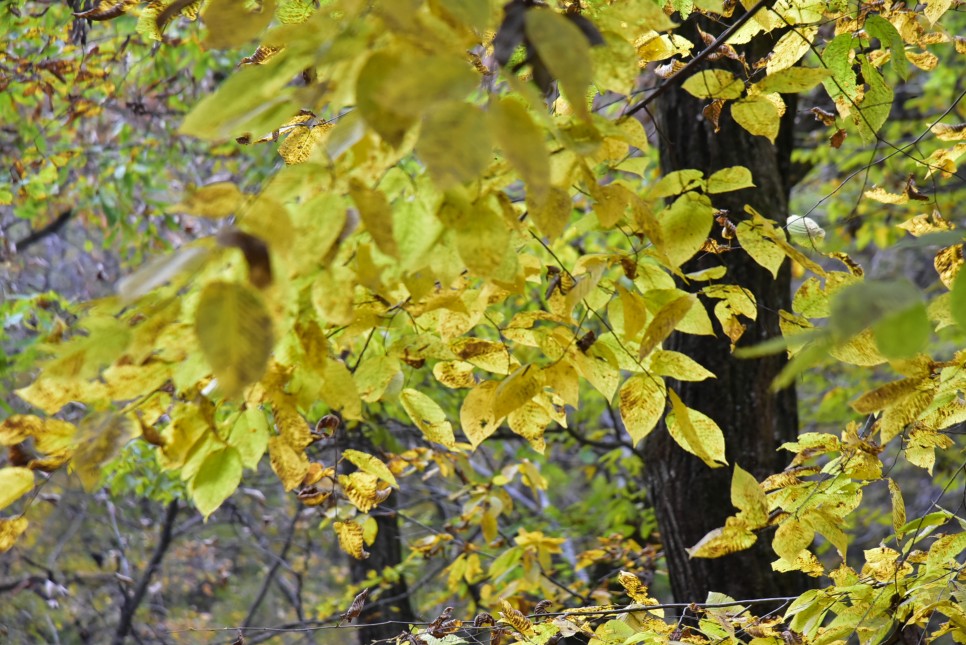경기도 단풍 명소 양평 용문사 은행나무 단풍 절정시기는 10월 28일 주말경