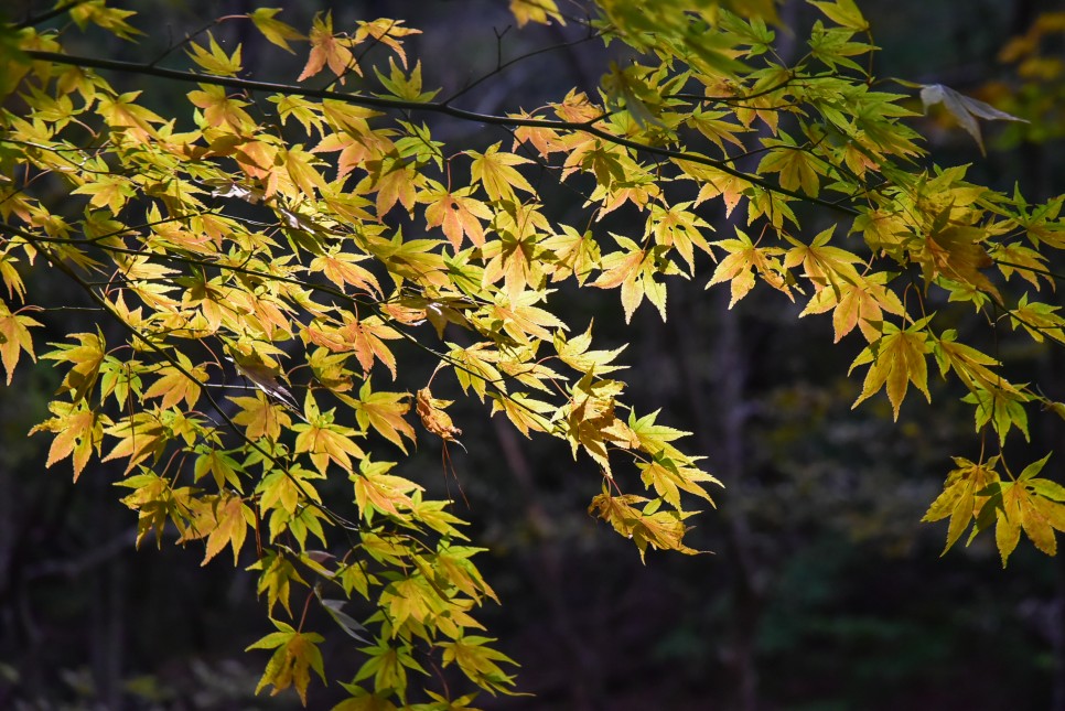 경기도 단풍 명소 양평 용문사 은행나무 단풍 절정시기는 10월 28일 주말경