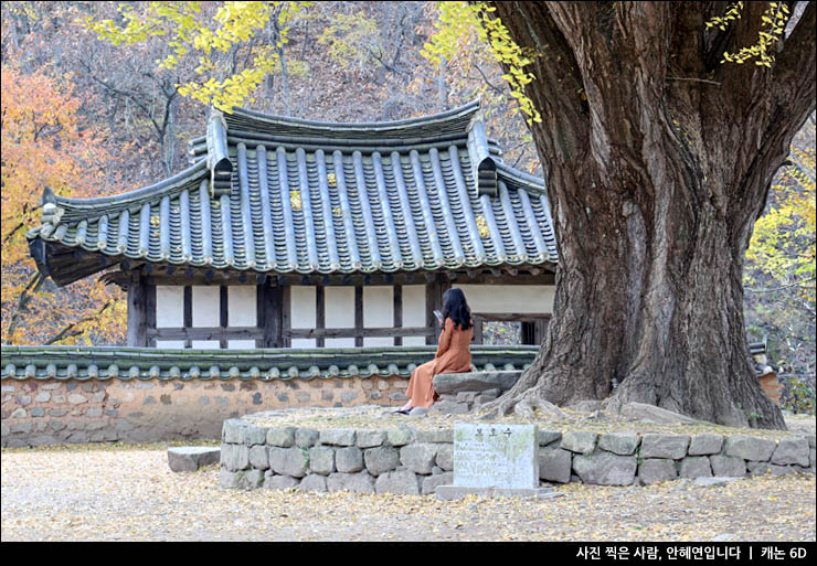 11월 여행지 경주여행 경주 갈만한곳 경주 운곡서원 은행나무