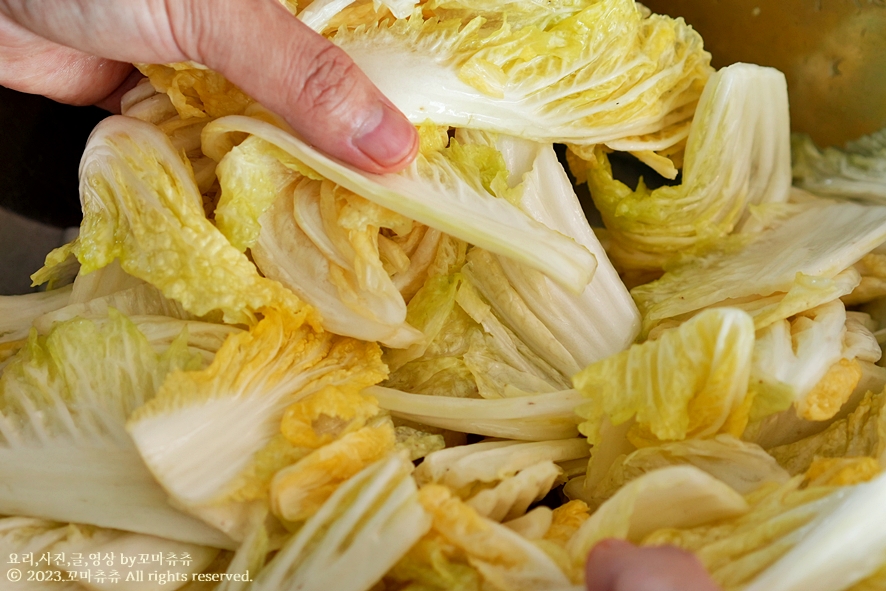 알배기 배추겉절이 만드는 법 알배추겉절이 양념 레시피 가을 배추김치 담그기 담그는법