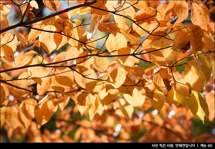 경북여행 경주 가볼만한곳 여행지 추천 경주 불국사 입장료 단풍