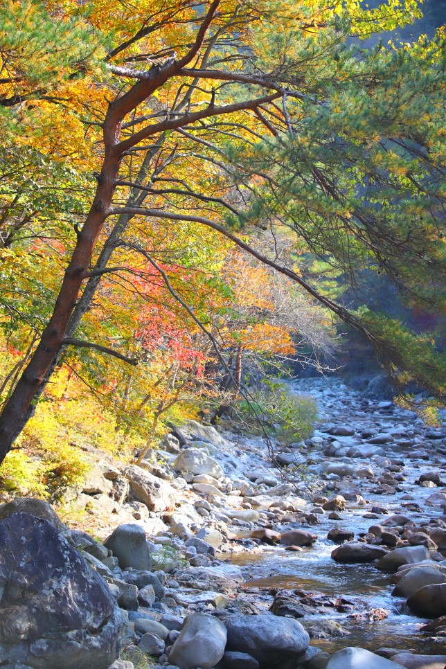 강원도 양양 가볼만한곳 가을 단풍 여행 : 오색주전골 미천골 자연휴양림