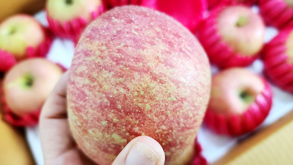 카페 디저트 애플파이 과일 타르트 사과파이 만들기 영월 사과요리