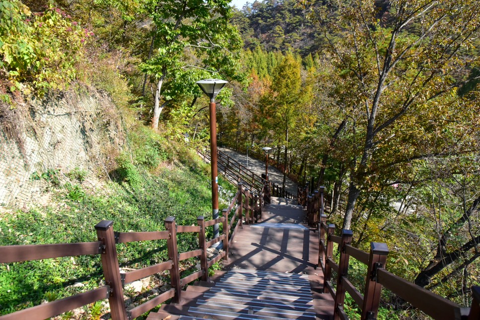 장태산 자연휴양림 단풍 메타세콰이어길 대전 가볼만한곳 단풍명소