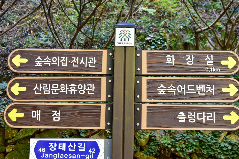 장태산 자연휴양림 단풍 메타세콰이어길 대전 가볼만한곳 단풍명소