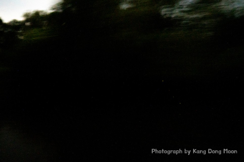 코타키나발루 반딧불투어 별빛 여행 말레이시아 코타키나발루 야경