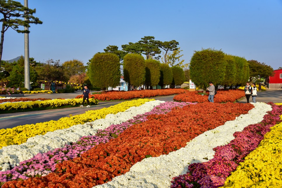 함평국화축제 가을꽃축제 함평 가볼만한곳