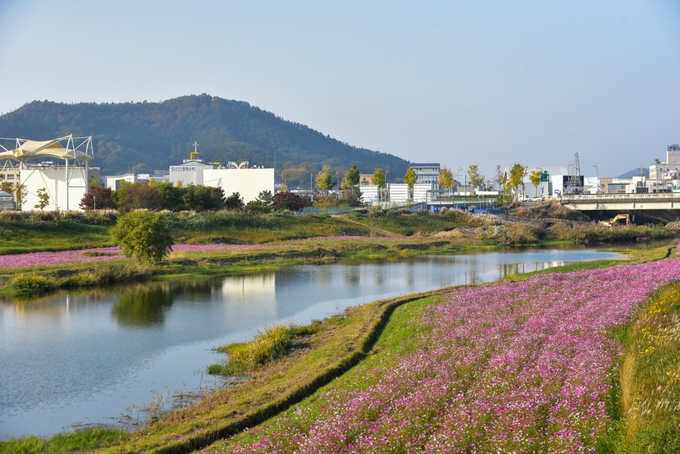 함평국화축제 가을꽃축제 함평 가볼만한곳